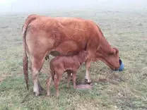 Vaca Limousin