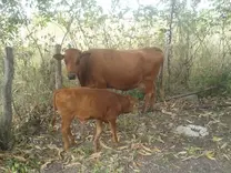 Ganado Criollo Lechero Tropical