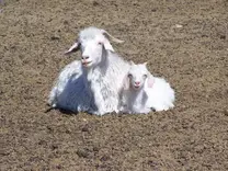 Angora Goat