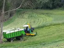 Ensilaje de avena