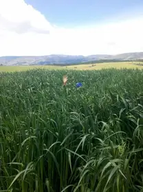 Avena Para ensilar