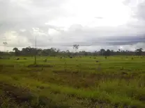 Ganado de carne al pastoreo en Codo de Pozuzo