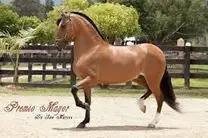 paso fino