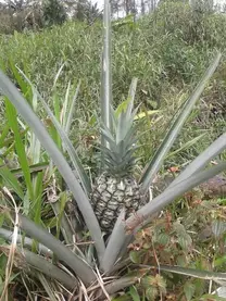 PIÑAS (ANANAS) BAJO EL MODELO ECOLOGICO SABATICO SOLAR