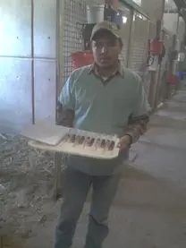 cargando medicamento para caballos enfermos