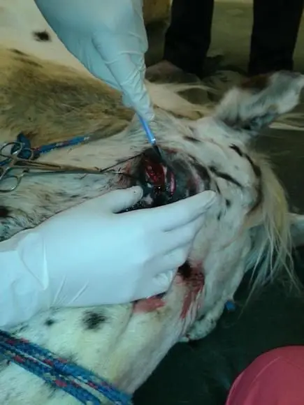 2 - Enucleacion Equina