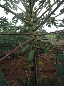 papaya morena
