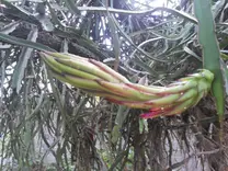 Hylocereus sp