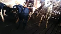 san ines de 3 dias
