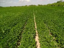 CULTIVO DE SOYA EN ANAHUAC N.L.
