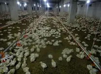 1. Broiler chicks, 11-day-old, with heavy mortality