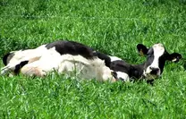 La famosa siesta de la vaca argentina
