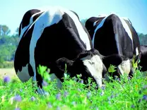 Vaquillonas preñadas comiendo alfalfa