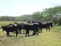Proyecto búfalo de agua