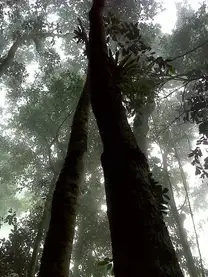 bosque de niebla 2