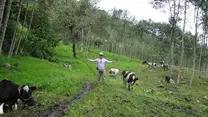 Ganado de leche Holstein - Palma central - JAEN