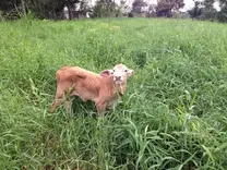 Ternerita charolais con braman