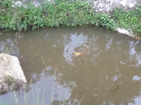 Estanque piscícola carpa - Piscicultura