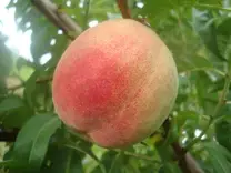 Fruto de durazno