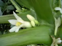 papaya