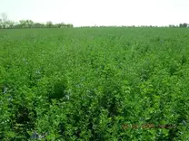 Alfalfa en suelo tratado