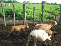 Muestra de Producción Ovina