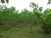 Jatropha Curcas