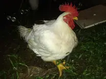 POLLO DE ENGORDE