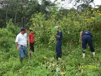 COSECHA DE Botón de Oro (Tithonia diversifolia), para suministro en verde a corderos.