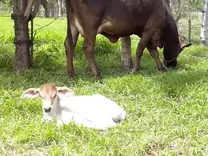 ternera un dia de nacida