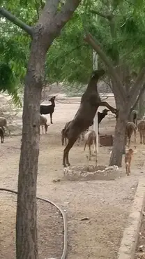 tamoneo de follaje de nin