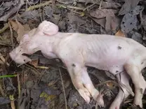 Lechon muerto de 4 dias de nacido