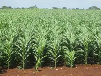 Producción de maíz en el trópico de México (Tizimín, Yucatán)