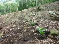 renovación de plantaciones afectadas por roya.