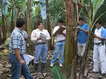 CAPACITACION LABORES EN CAMPO(BANANO)