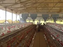Layer Shed Feeding Automatic
