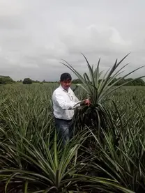 MUESTREO DE MERISTEMOS