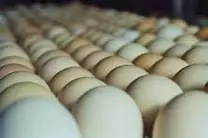 Huevos para incubación