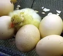 huevos en eclosión