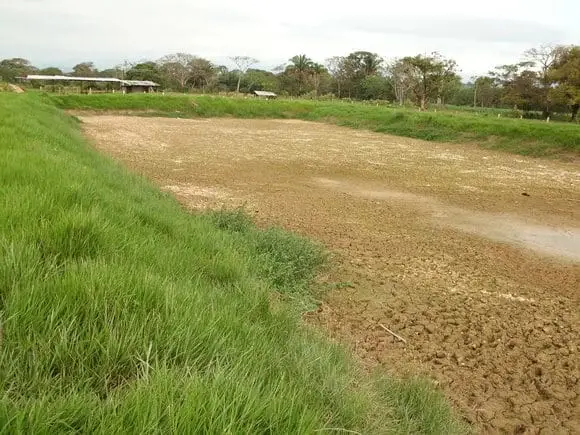 secado de laguna - cañas