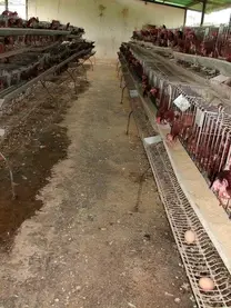 explotación de gallinas- producción huevos de consumo