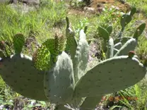 Cultivo de NOPAL en la Finca Sol de Oriente, en Curití, Santander, Colombia