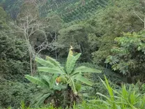 Evaluación finca Agroecologica