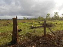 Potrero Sembrado de Pasto Hematria