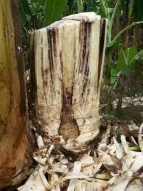 Enfermedad causada por fusarium  en banano manzano