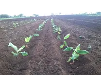 Siembra de plántulas de cámara a campo