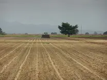 siembra de trigo sobre soca de soya