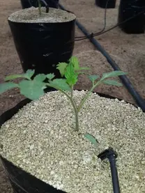 tomate en hidroponia