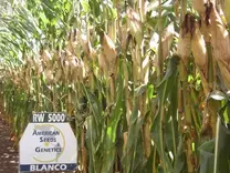 hibrido RW 5000 RENDIMIENTO 10,131 KILOS/HA.