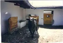 Toro de Lidia
